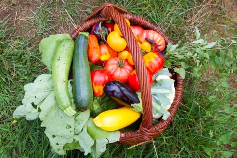 Panier 'farmers' friend'