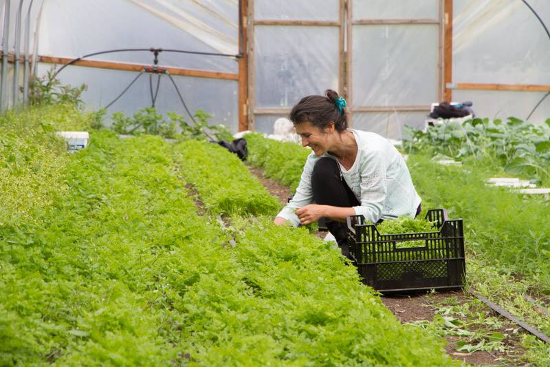 A person carefully tending to rows of green leafy vegetables in a greenhouse.