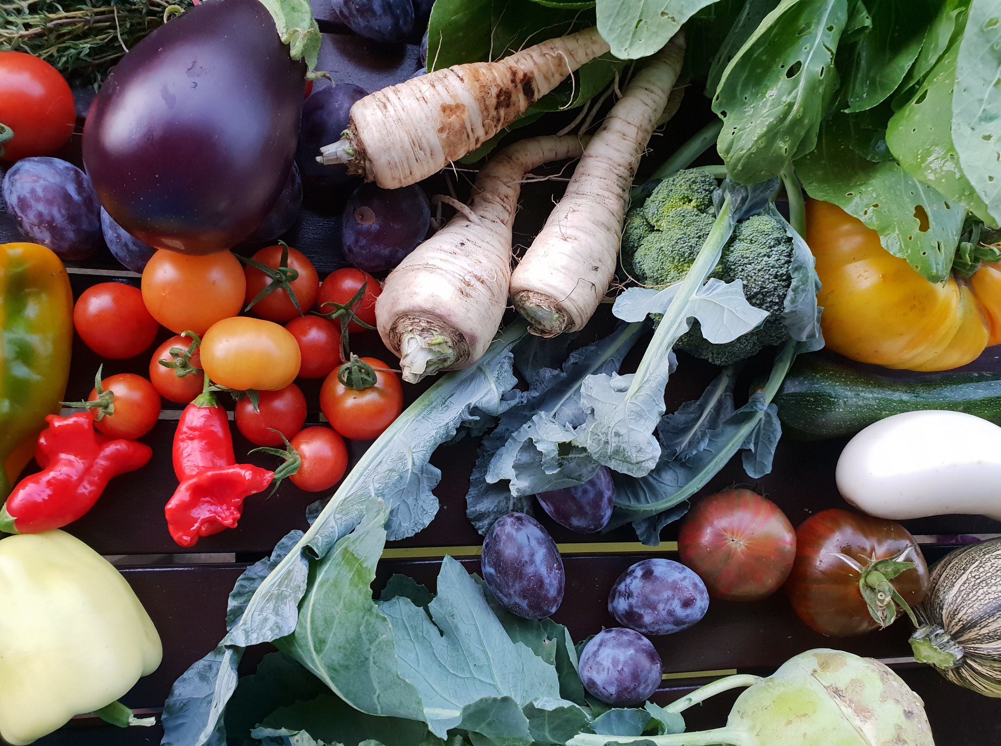 A colorful selection of freshly harvested vegetables, including eggplants, tomatoes, and root vegetables.