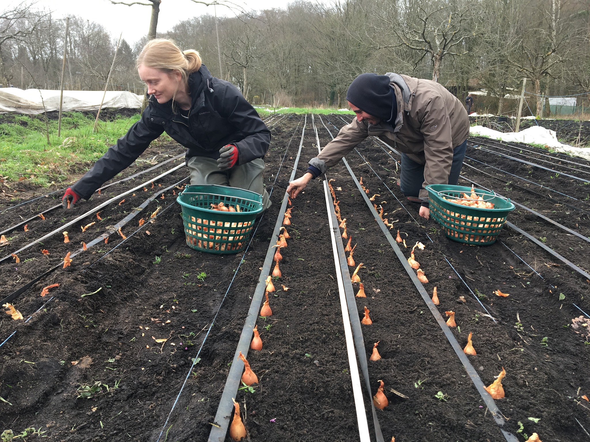 Two people planting seedlings in neat rows with an irrigation system in place