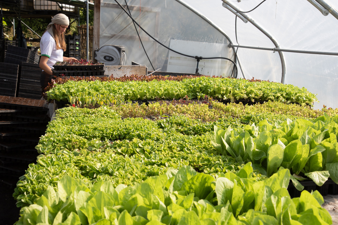 A worker tending to young leafy greens growing in trays inside a greenhouse