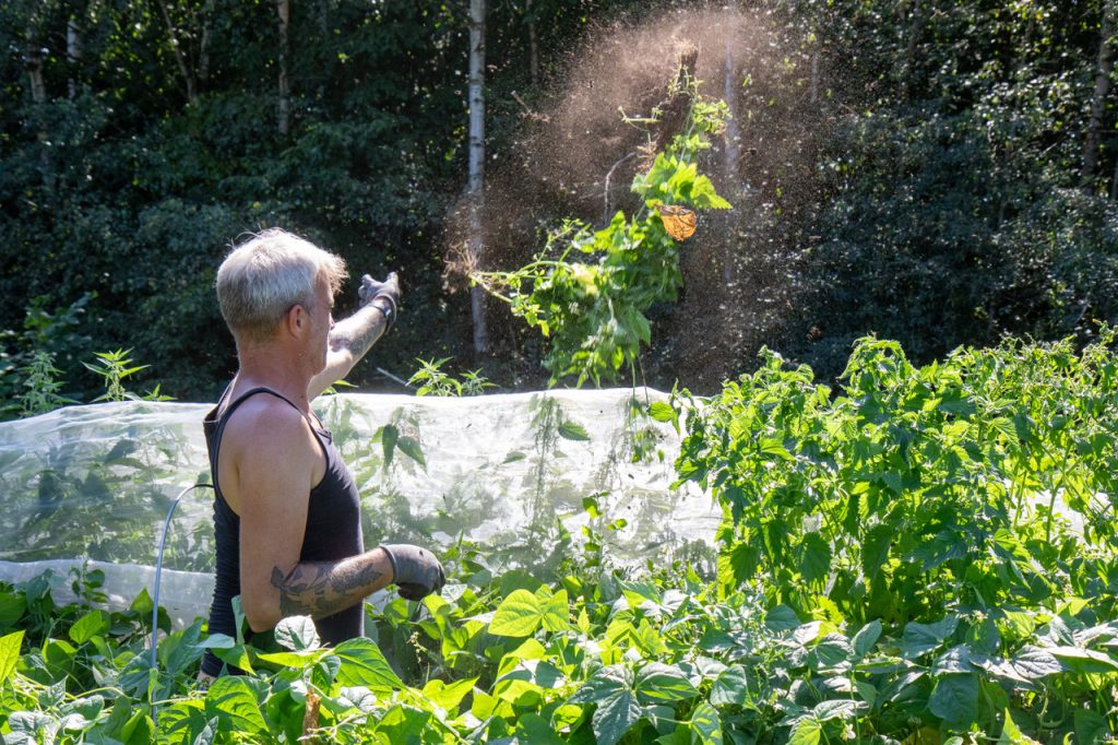 A person tossing uprooted weeds into the air while working in a lush green garden