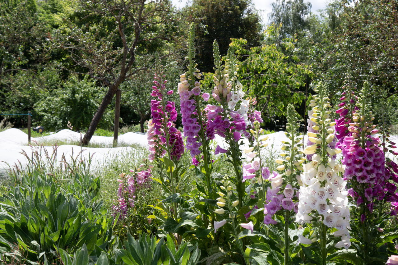 Tall foxglove flowers in shades of purple and white blooming in a lush garden