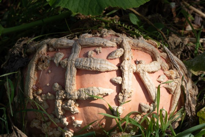 A close-up of a uniquely textured pink pumpkin with rough, raised ridges growing in a garden