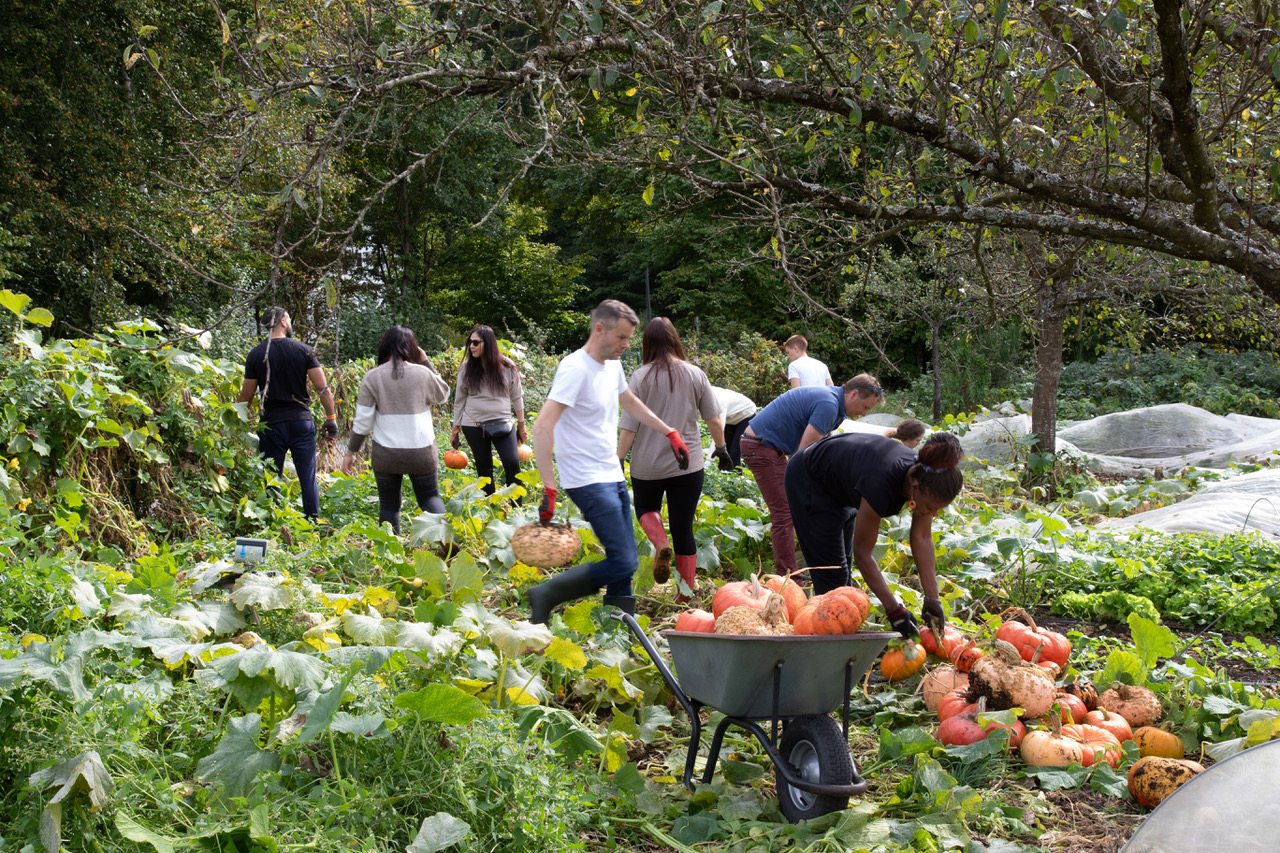A group of people harvesting vegetables in a garden filled with pumpkins and leafy greens.