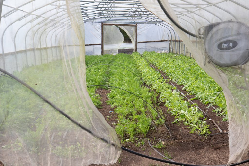 A view inside a greenhouse with rows of vibrant green plants growing.