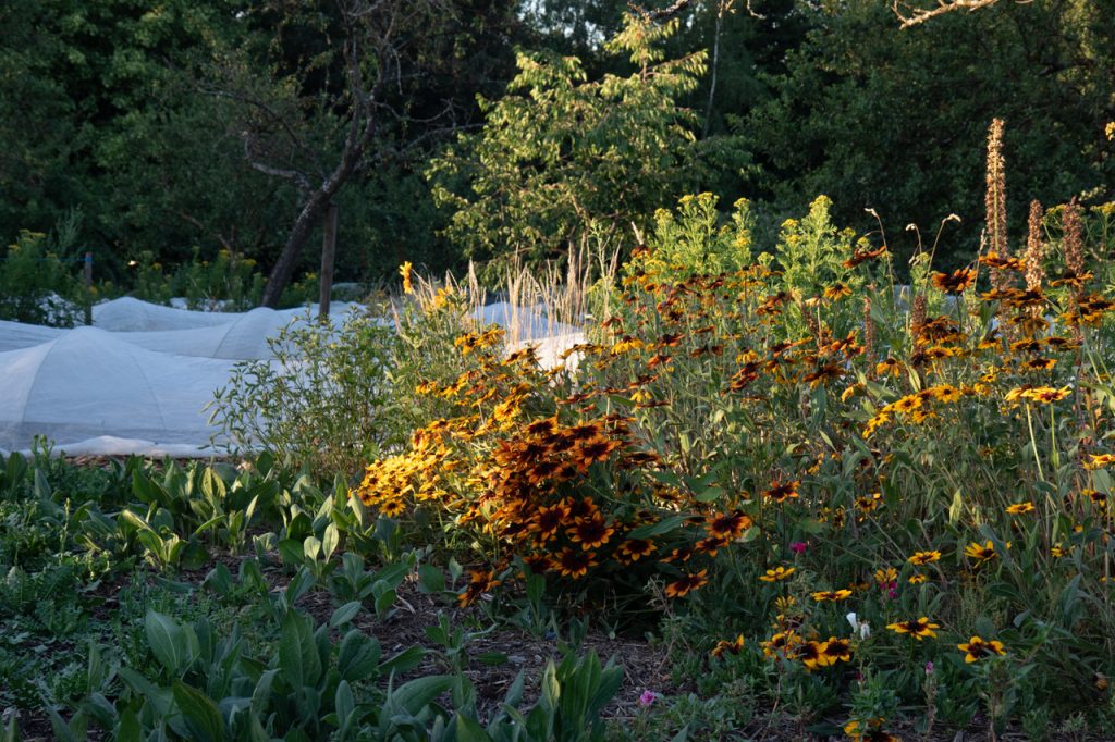A lush garden filled with bright orange and yellow flowers, with greenery in the background.