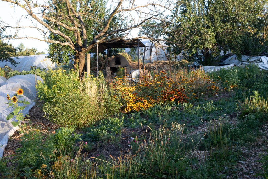 A garden with a mix of flowers, plants, and protective covers in a natural setting.