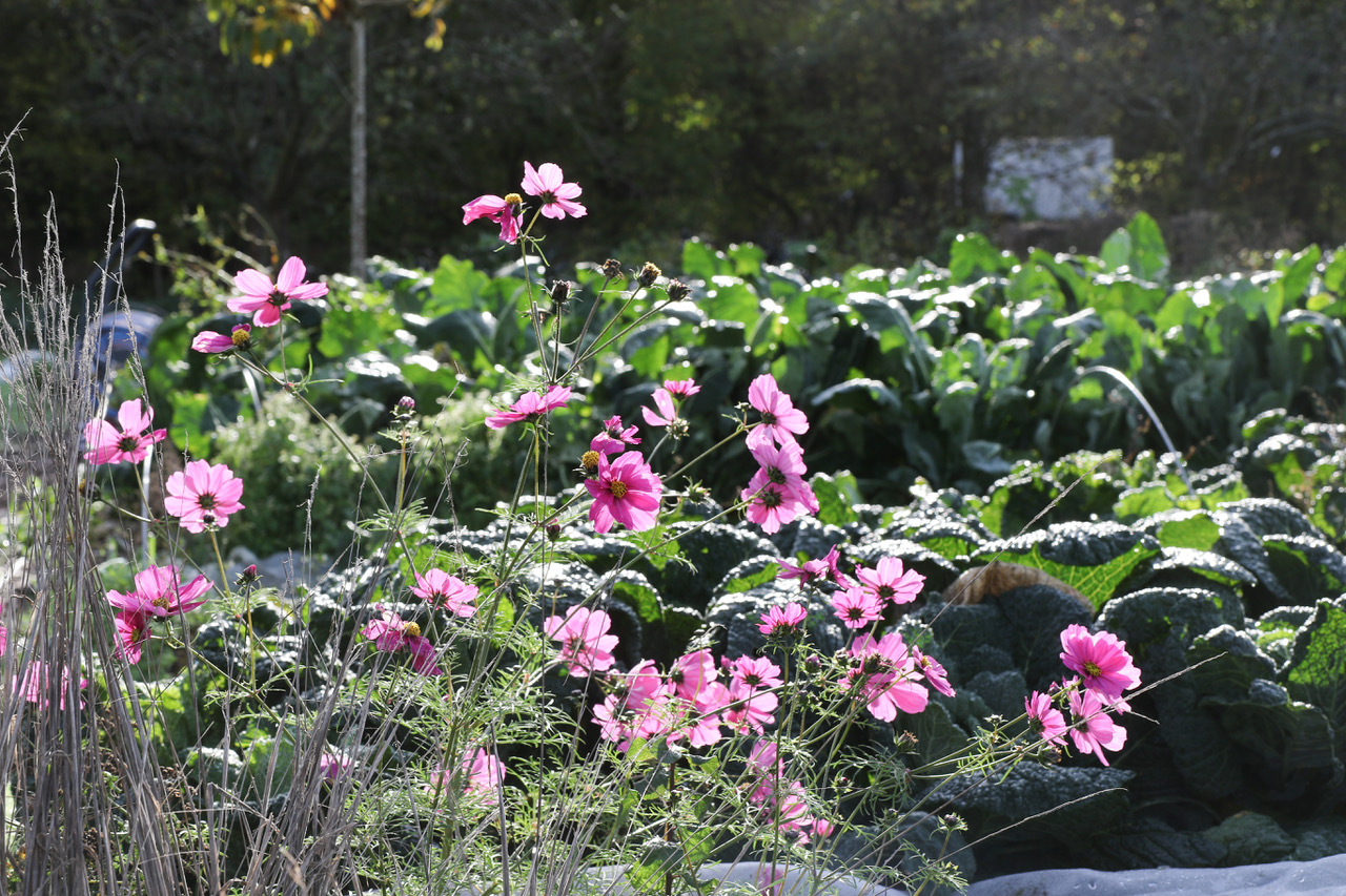 A vibrant garden with pink flowers growing among green leafy plants.