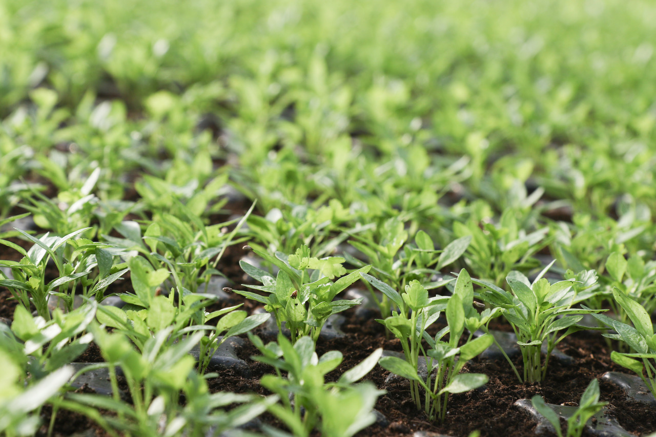 A field covered with rows of young green seedlings growing in the soil
