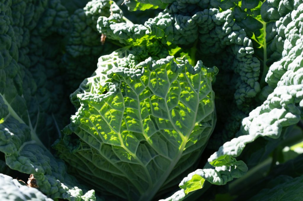 A close-up of a large, textured Savoy cabbage growing in the garden