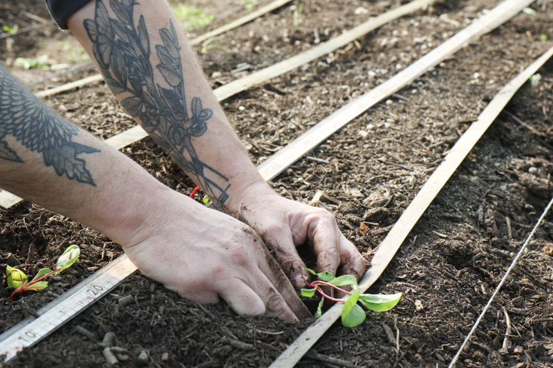 A person's hands carefully planting young seedlings into soil with irrigation lines