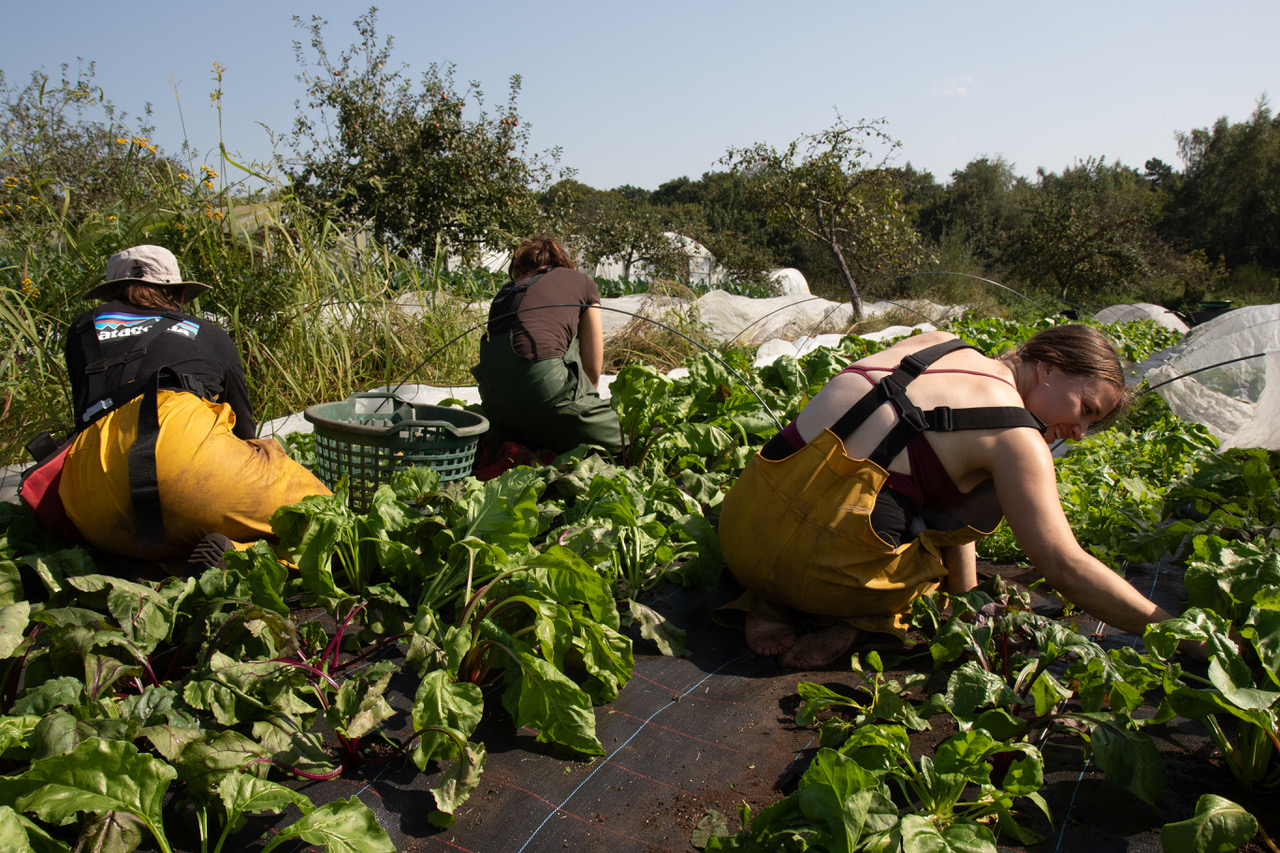 People harvesting leafy greens in a sunny garden, placing them into yellow buckets