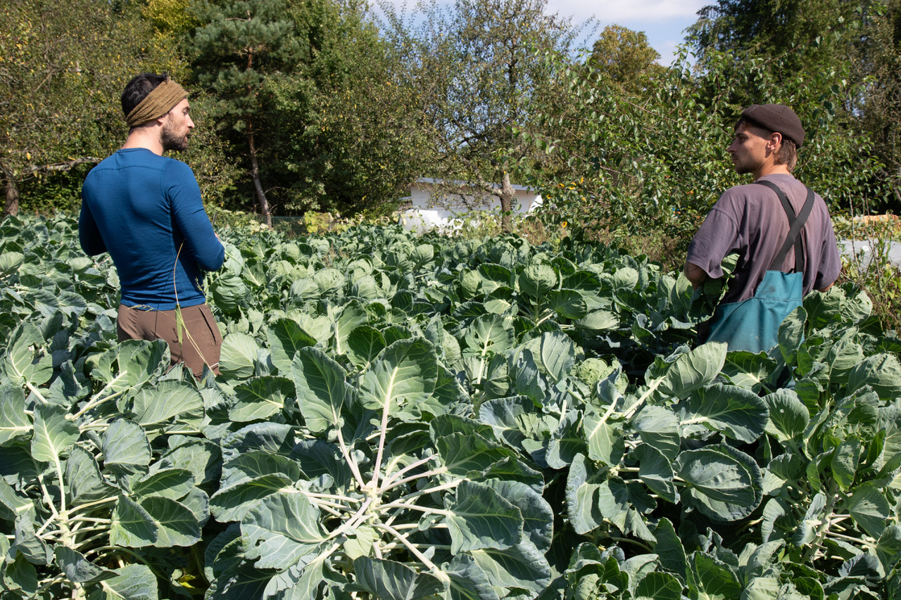 A field full of cabbage plants, with people working in the background
