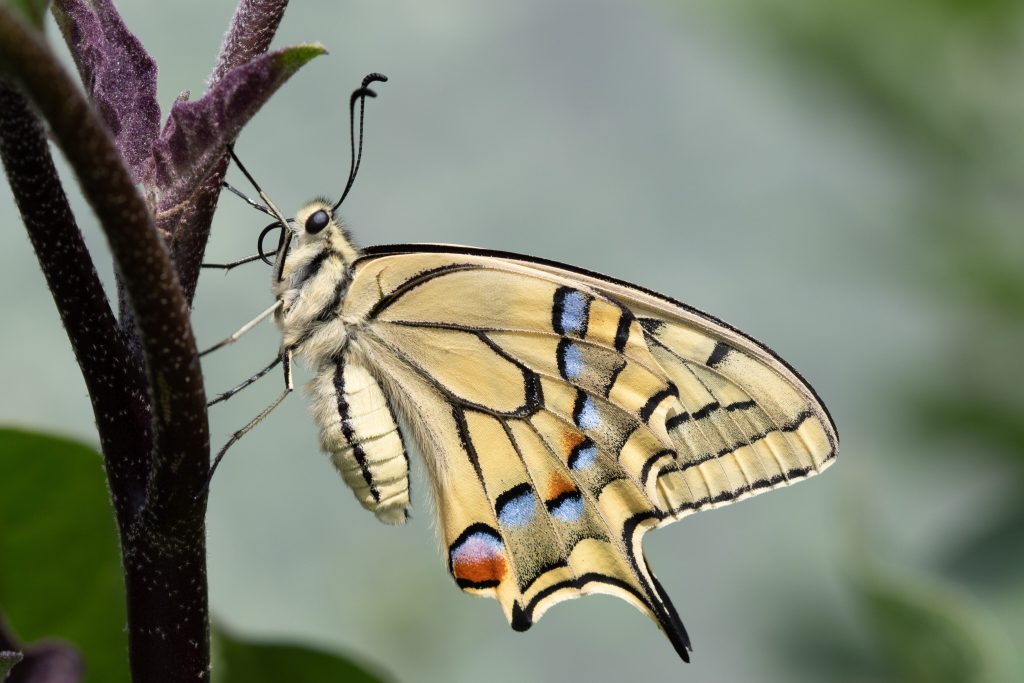 A close-up of a beautiful swallowtail butterfly resting on a plant