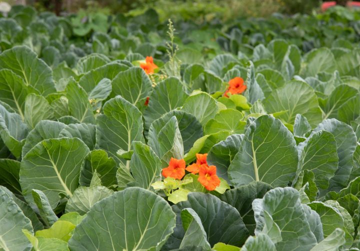 Bright orange flowers growing among large green cabbage leaves in a vegetable field