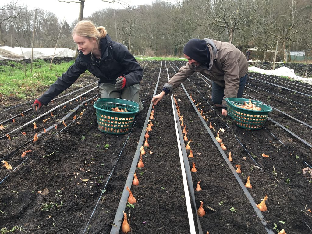 Two people planting seedlings in neat rows with an irrigation system in place
