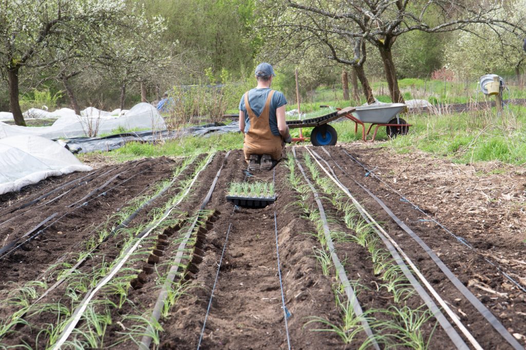 A person atending to plants in a field with an irrigation system set up
