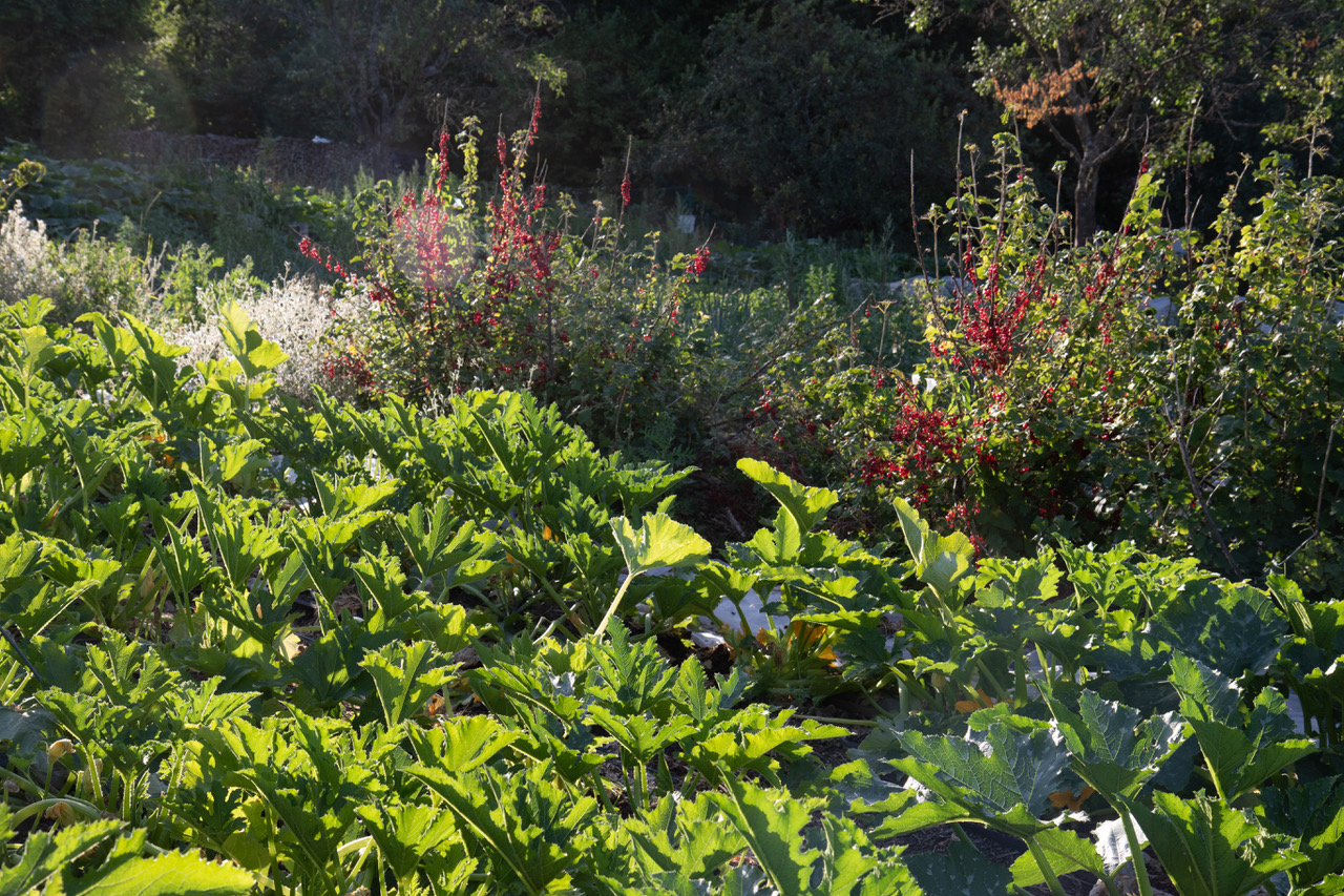 A garden with diverse plants growing in a natural and wild setting.