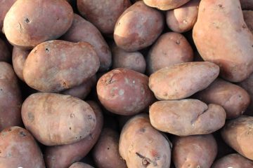 Pommes de terre bio